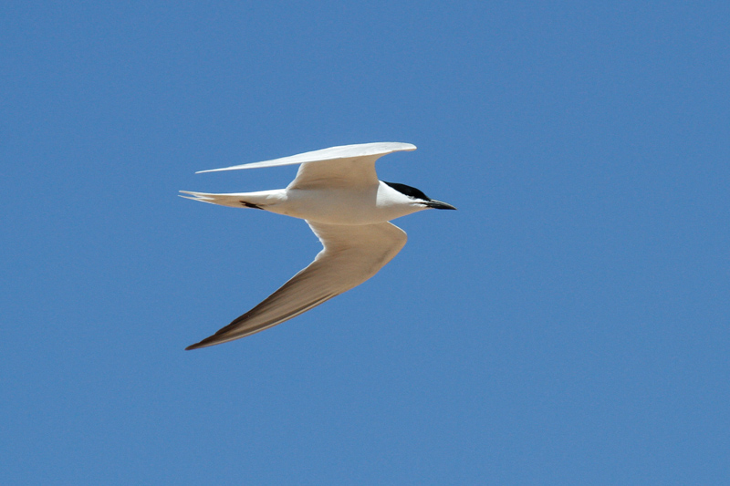Gull-billed Tern (Gelochelidon nilotica)