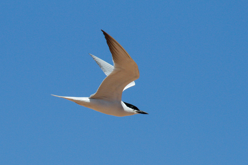 Gull-billed Tern (Gelochelidon nilotica)