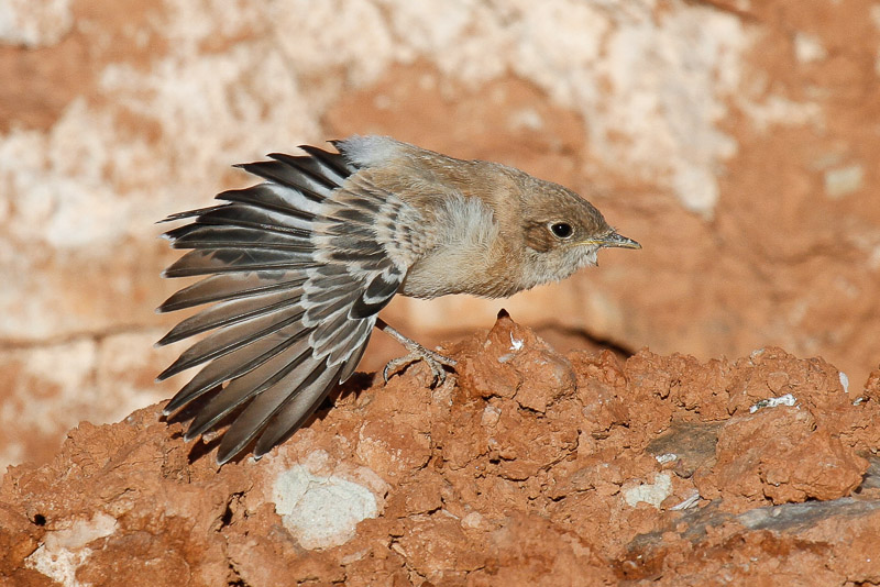 Maghreb Wheatear (Oenanthe lugens halophila)
