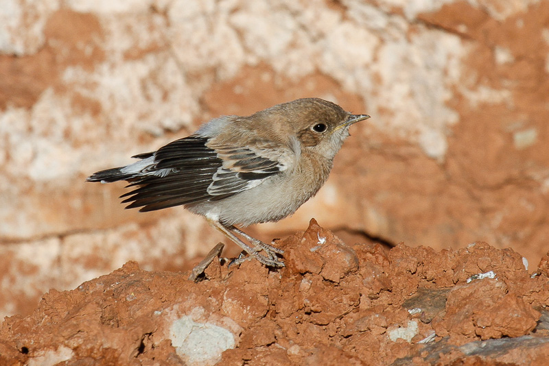 Maghreb Wheatear (Oenanthe lugens halophila)