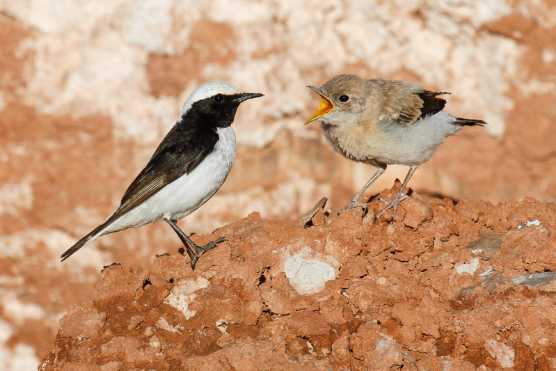 Maghreb Wheatear (Oenanthe lugens halophila)