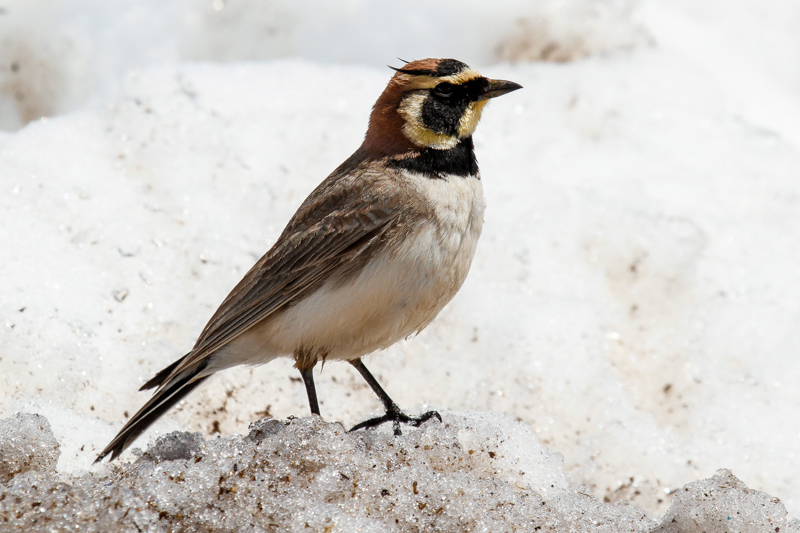 Atlas Horned Lark (Eremophila alpestris atlas)