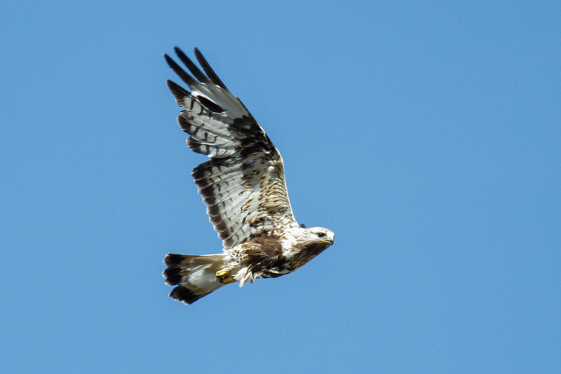 Rough-legged Buzzard (Buteo lagopus)