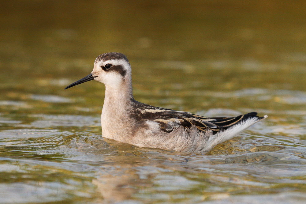 Red-necked Phalarope low res-7715.jpg
