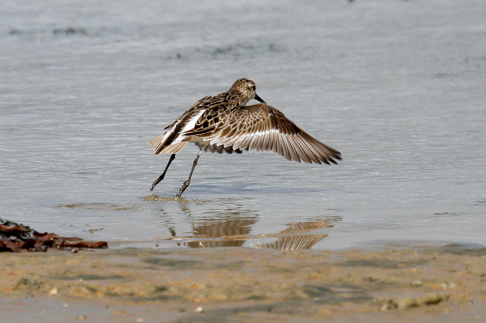 Semipalmated Sandpiper low res-5953.jpg