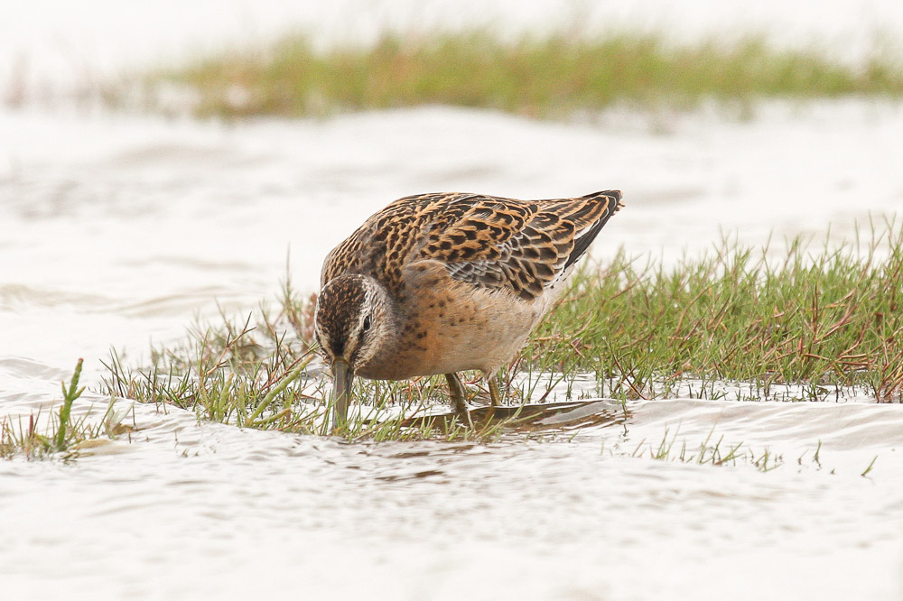 Short-billed Dowitcher low res-9100.jpg