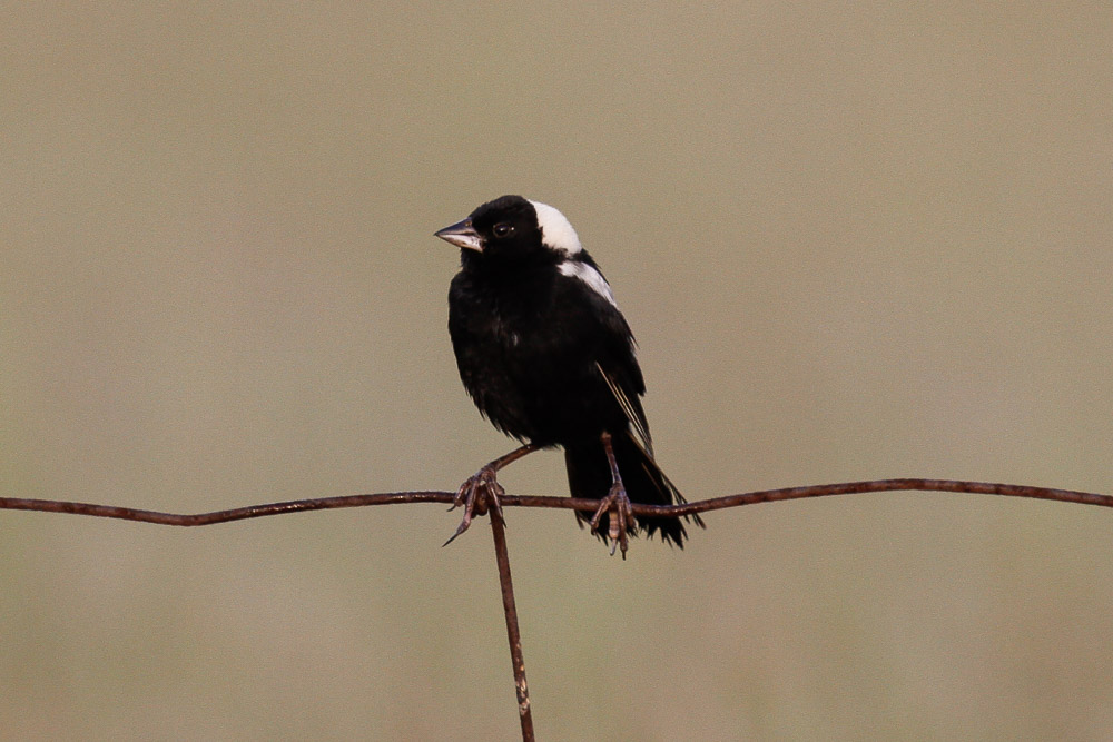 Bobolink low res-3566.jpg