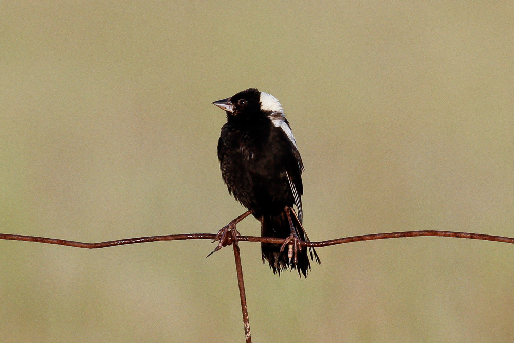 Bobolink low res-3574.jpg