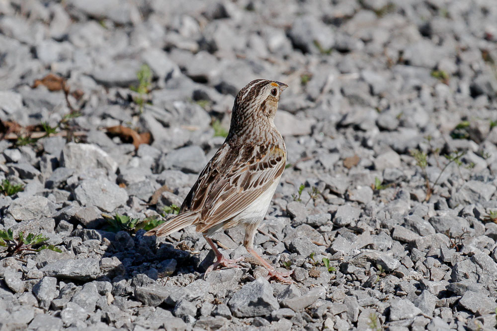 Grasshopper Sparrow  low res-4129.jpg