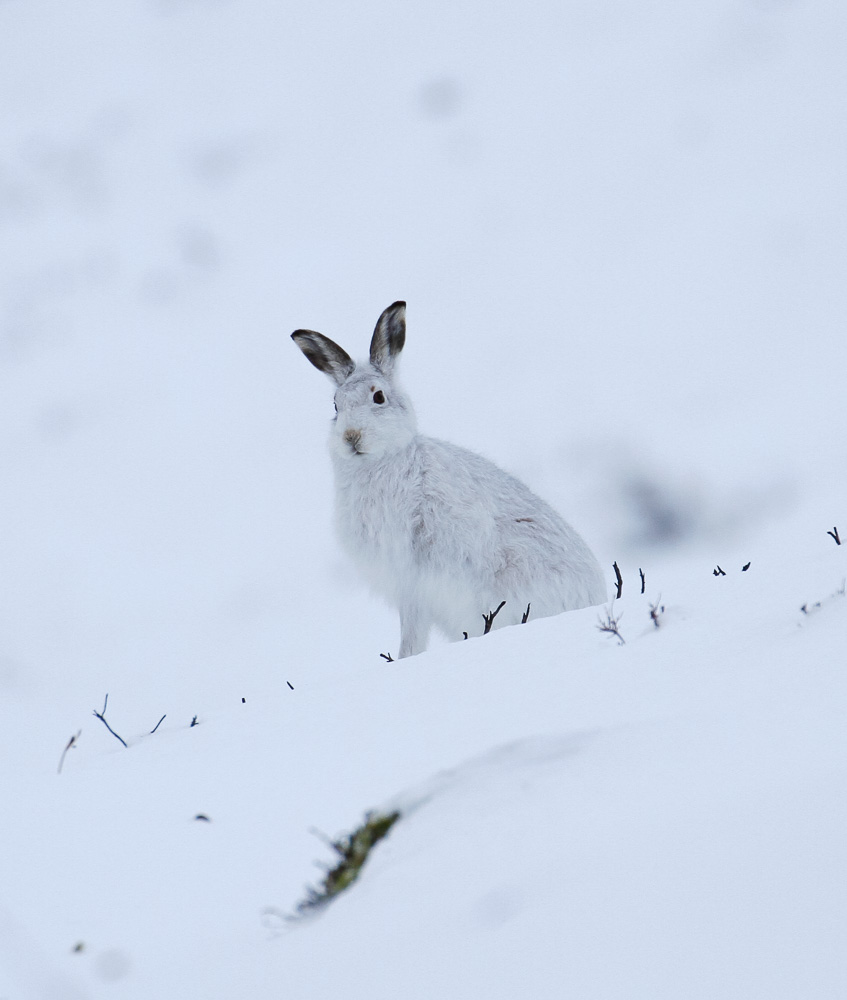 Mountain Hare (Lepus timidus)