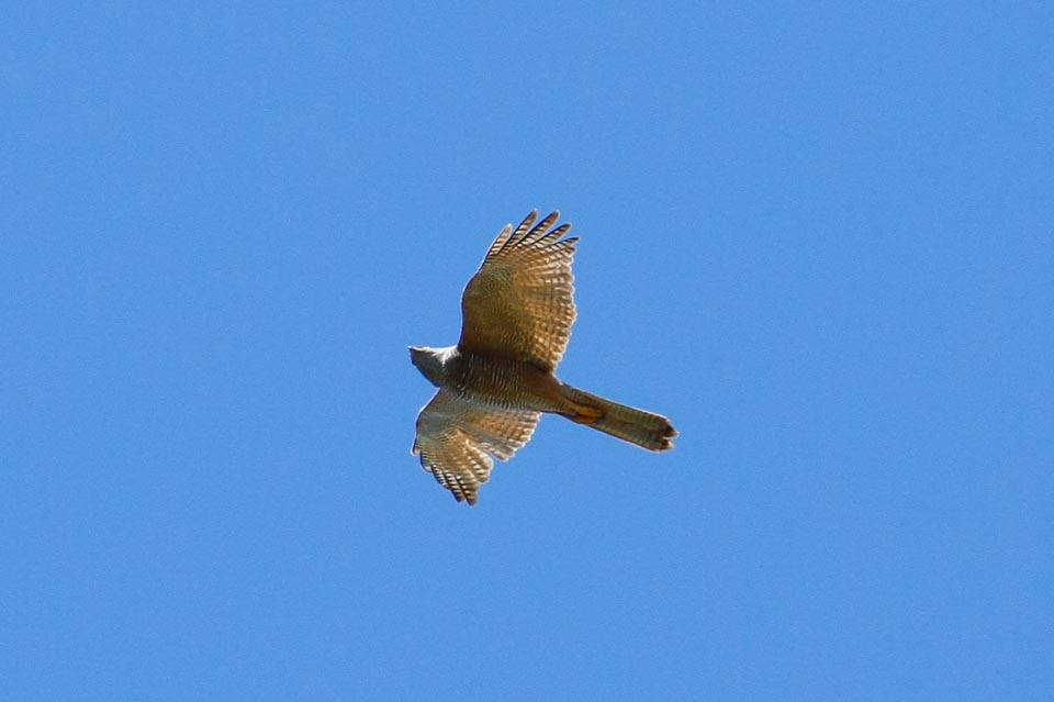 Brown Goshawk (Accipiter fasciatus)