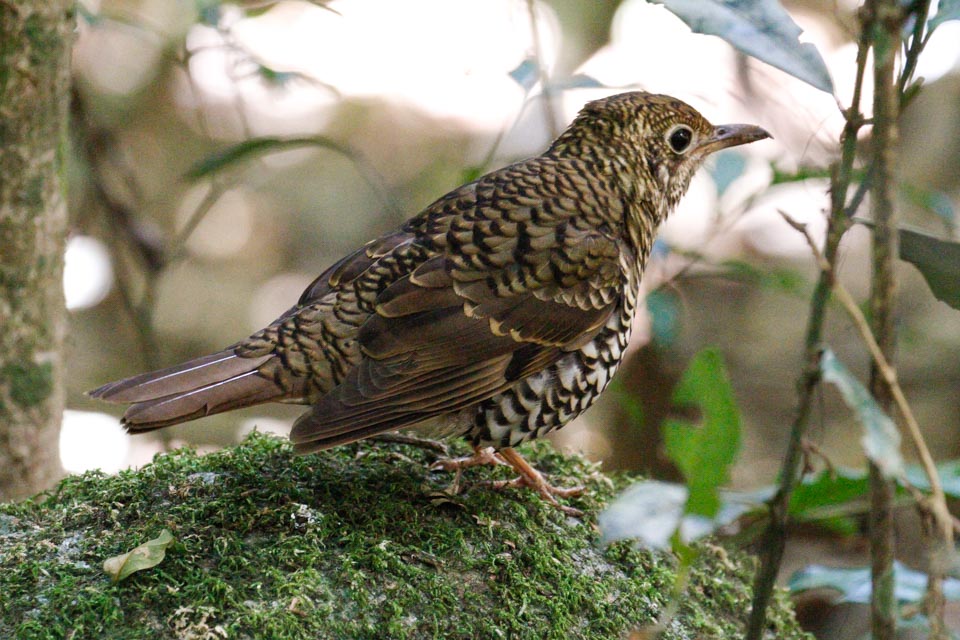 Bassian Thrush (Zoothera lunulata)