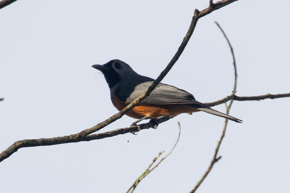 Black-faced Monarch (Monarcha melanopsis)