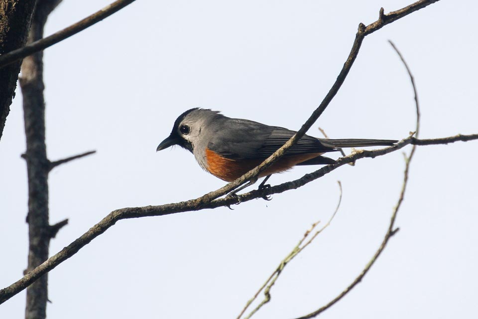 Black-faced Monarch (Monarcha melanopsis)