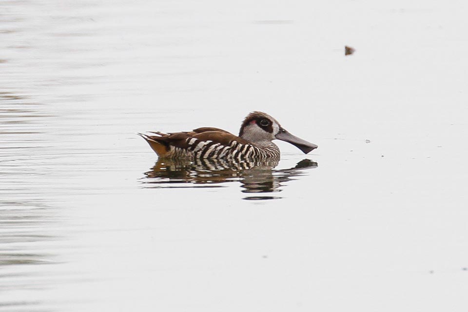 Pink-eared Duck _MG_9137.jpg