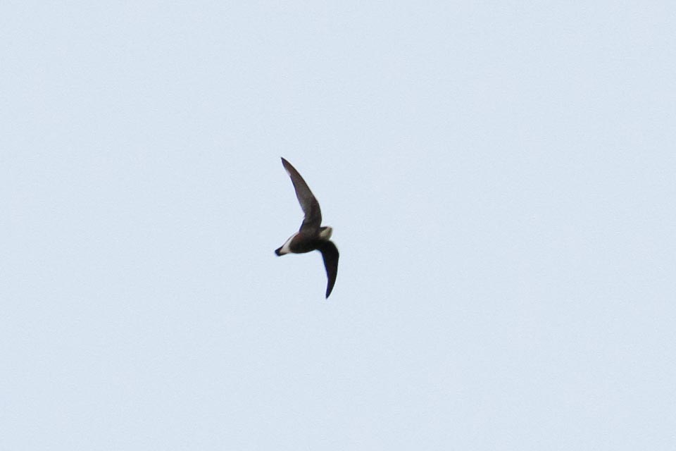 White-throated Needletail (Hirundapus caudacutus)