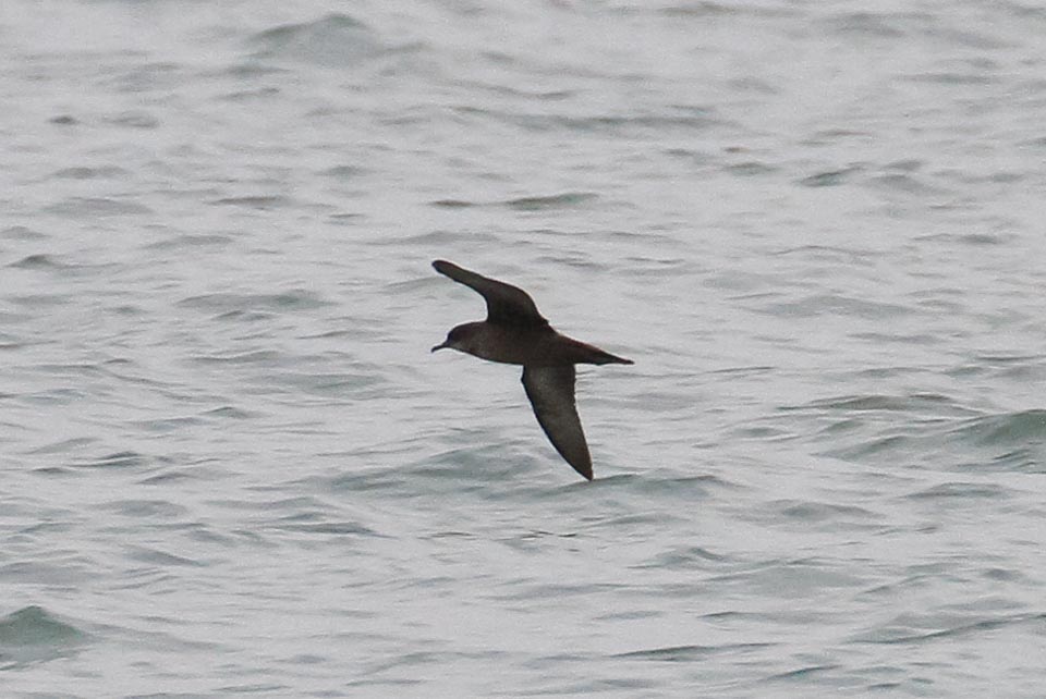 Short-tailed Shearwater (Puffinus tenuirostris)