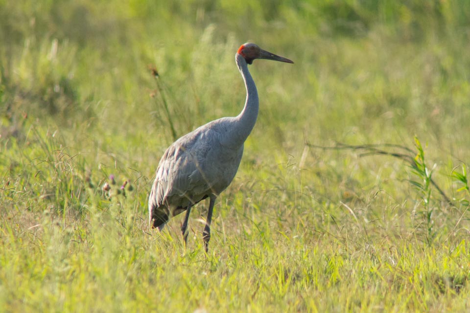 Brolga (Grus rubicunda)