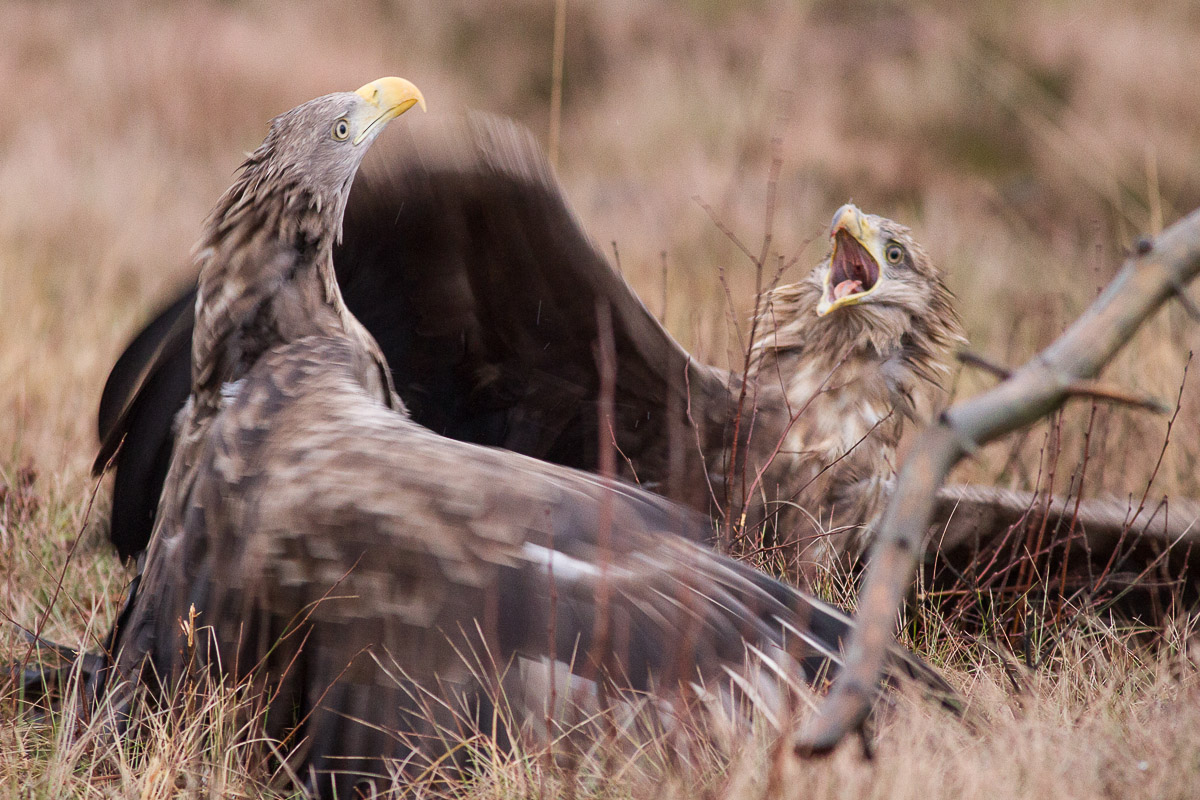 White-tailed Eagle / Havsrn