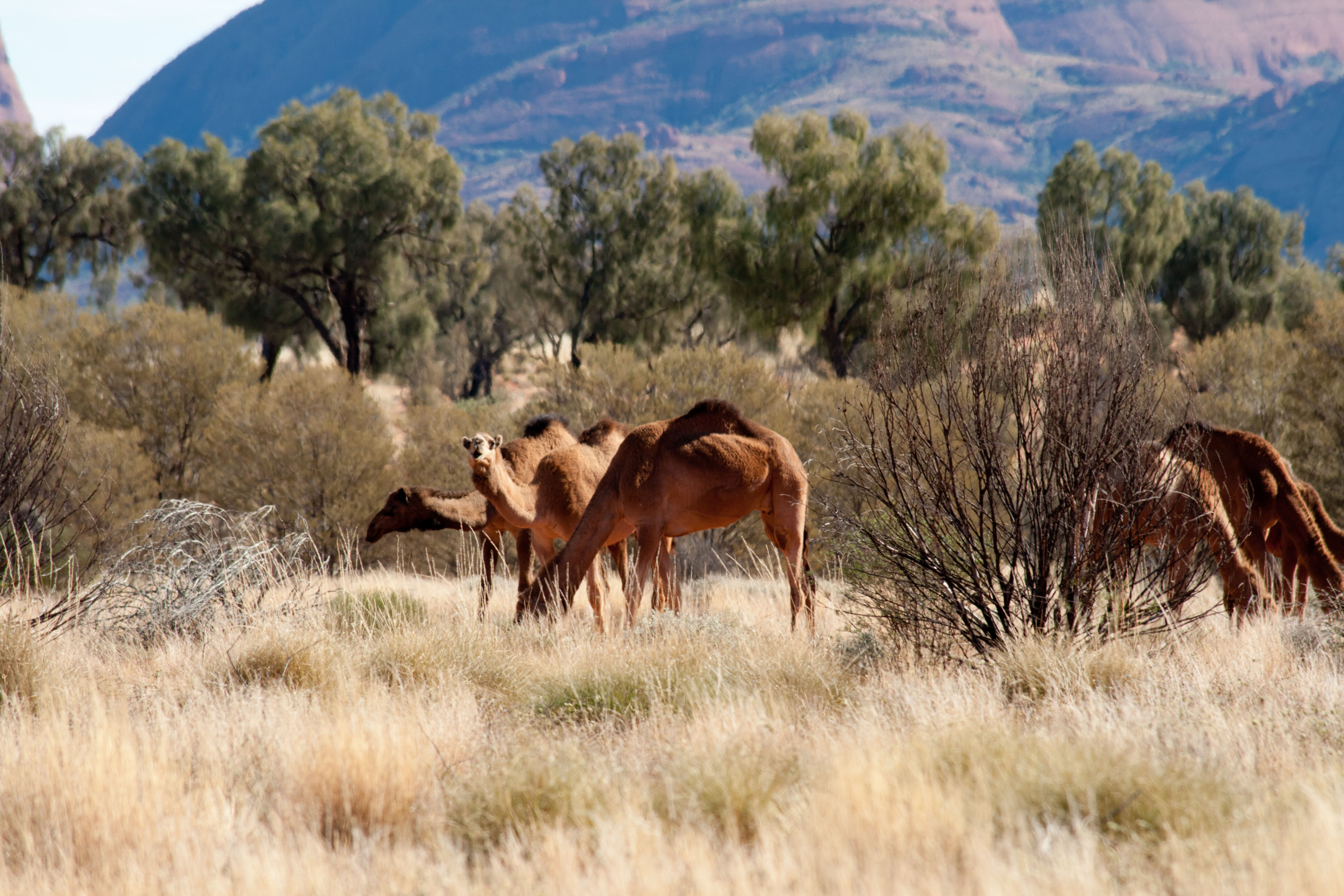 Camels