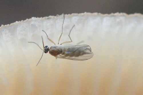 Fungus Gnats