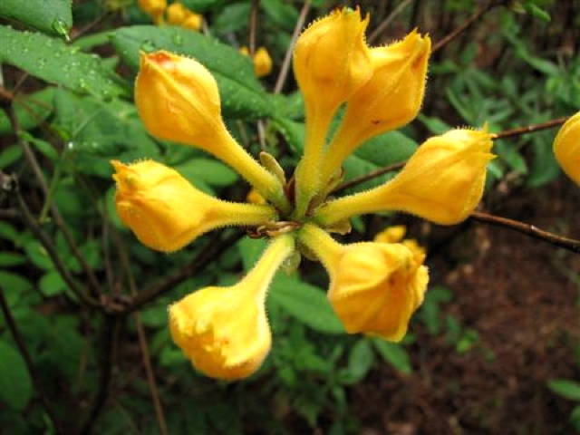Walhalla Gold *