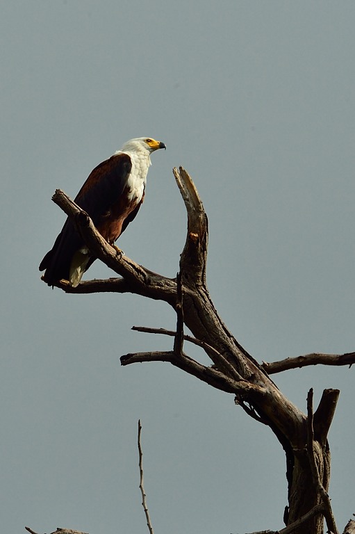 AFR_6564 African Fish Eagle