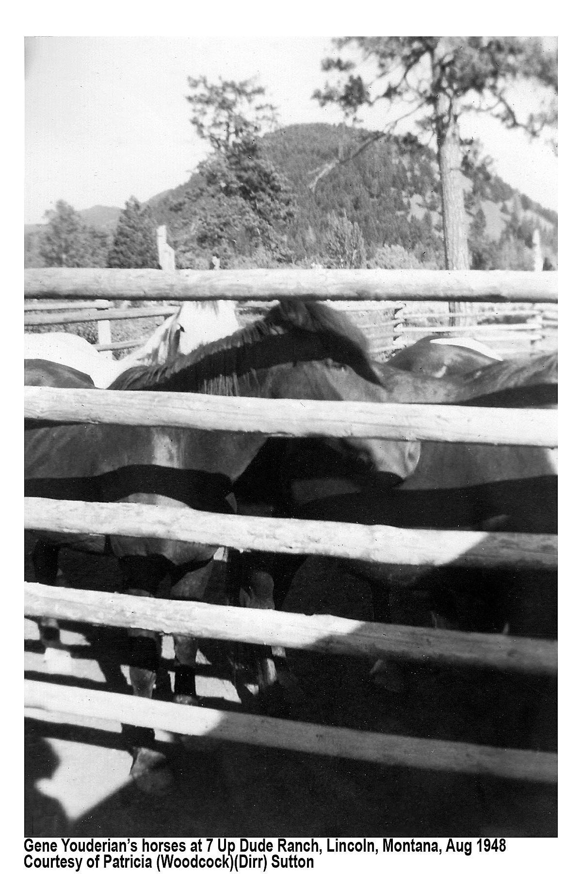 Gene Youderians horses, Montana 1948