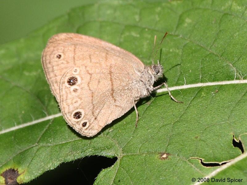 Carolina Satyr