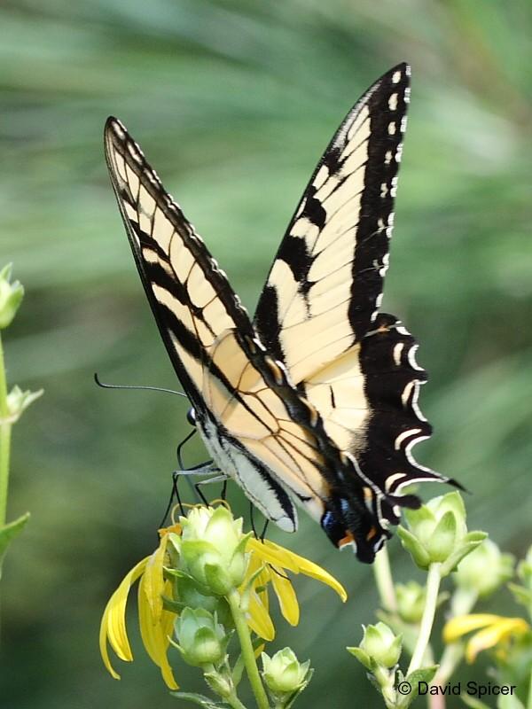 Eastern Tiger Swallowtail