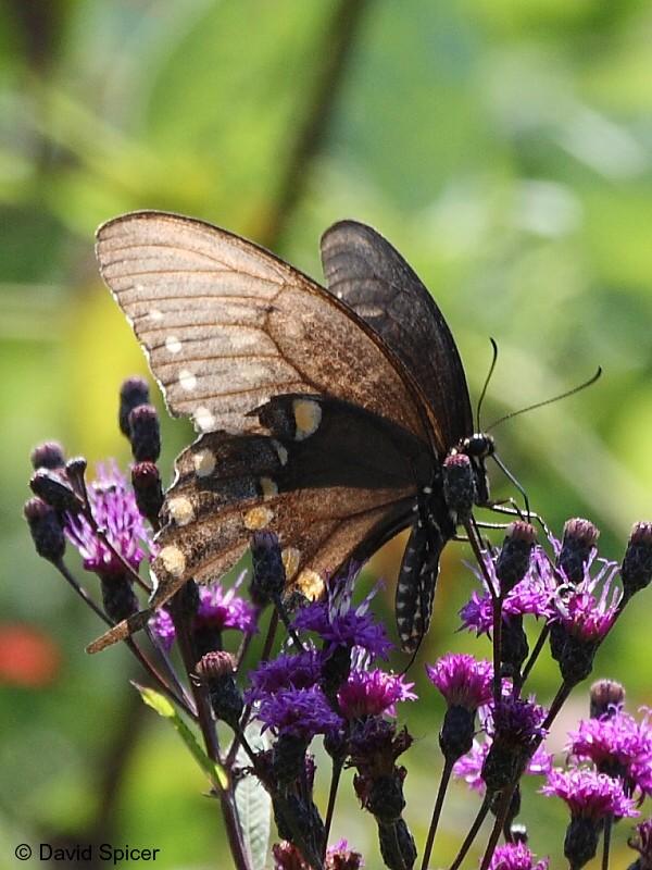 Spicebush Swallowtail