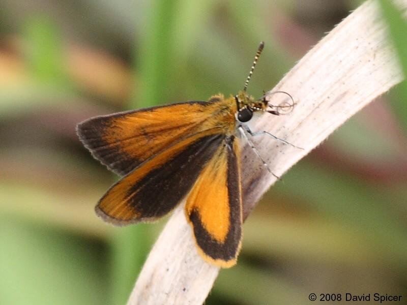 Least Skipper
