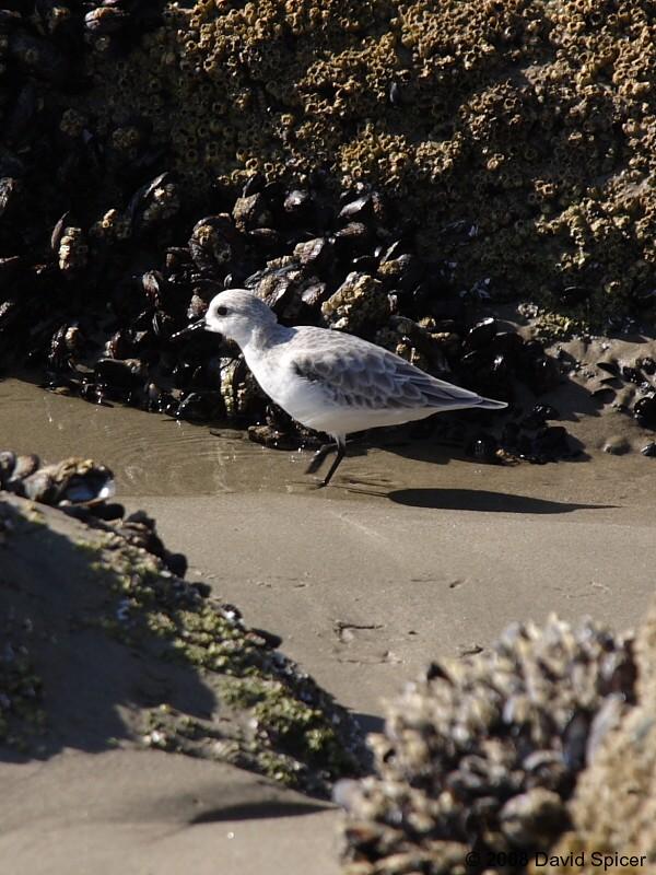 Sanderling