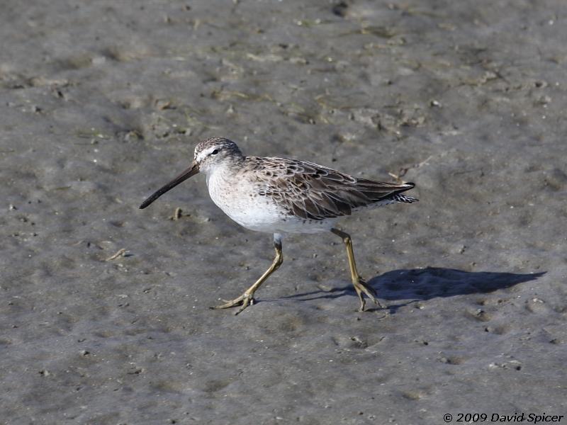 ? Dowitcher