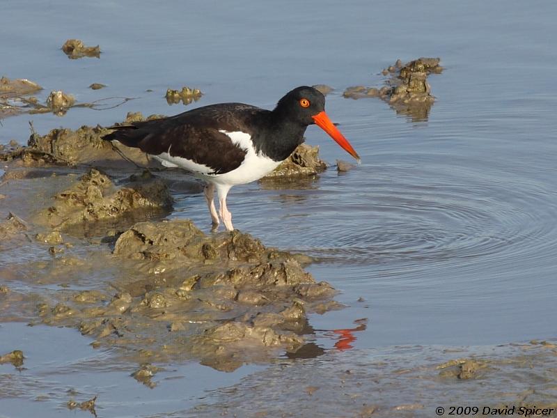 American Oystercatcher