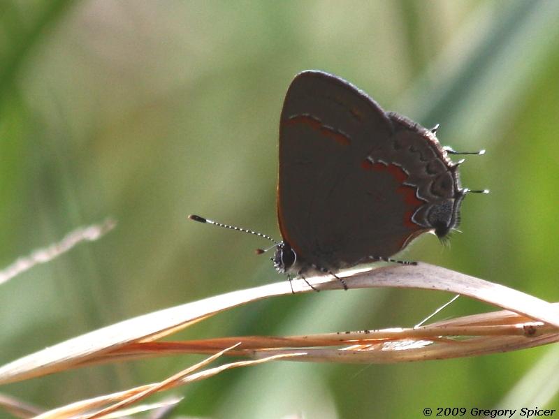 Red-banded Hairstreak