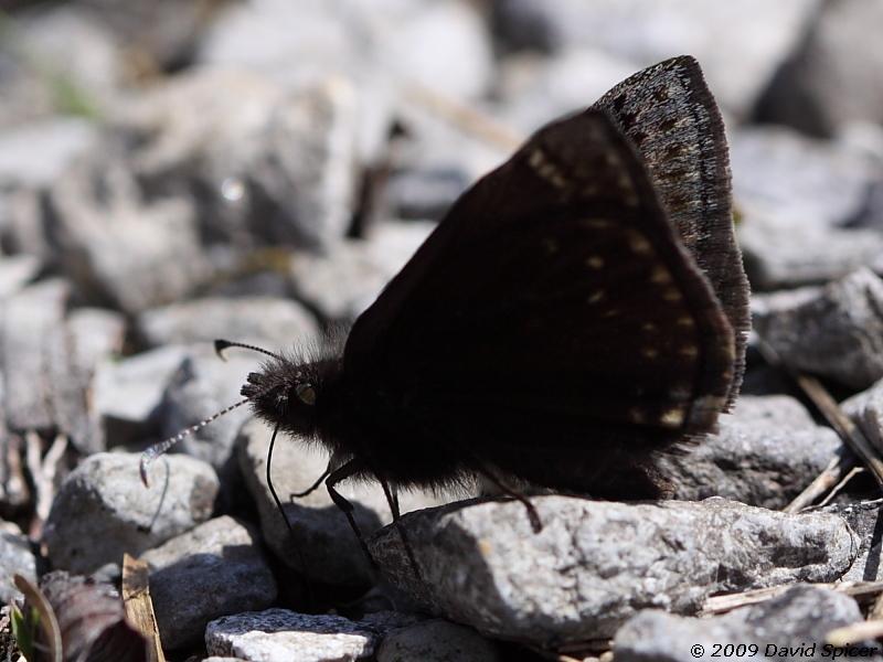 Sleepy Duskywing?