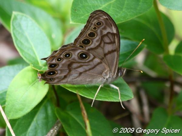 Creole Pearly-eye