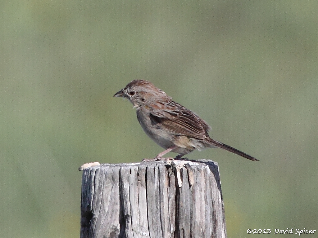 Botteris Sparrow