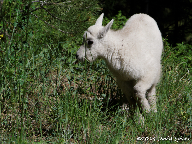 Mountain Goat kid