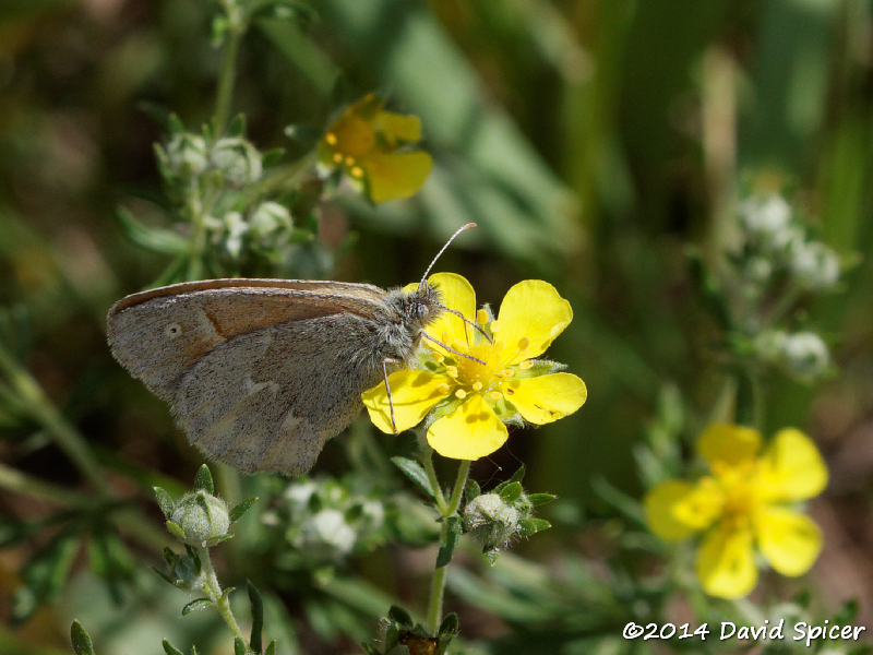 Common Ringlet