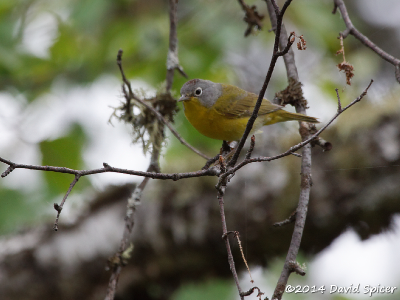 Nashville Warbler