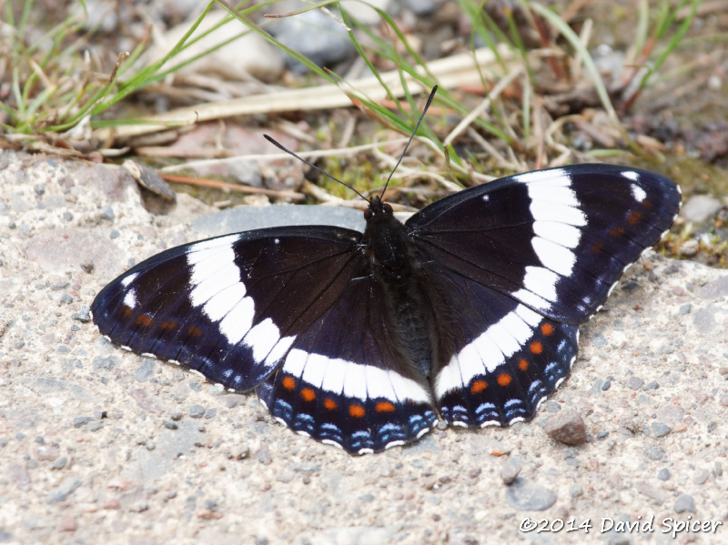 White Admiral