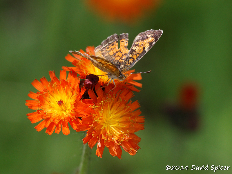 Silvery Checkerspot
