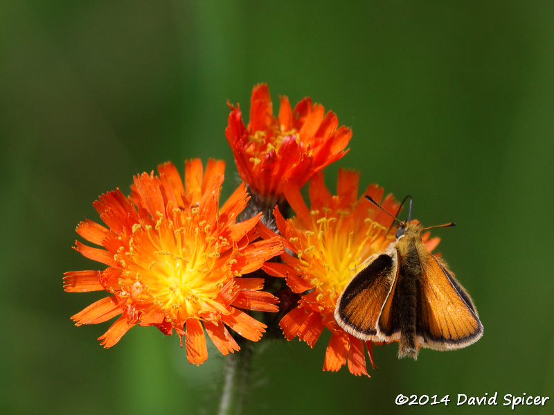 European Skipper