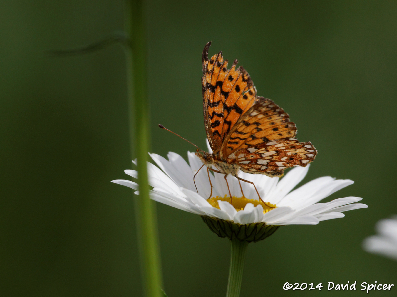 Silver-bordered Fritillary