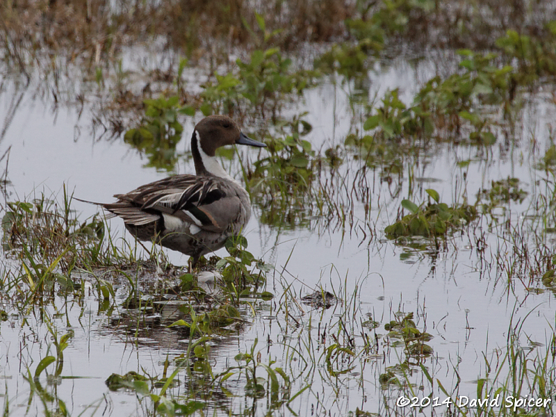 Northern Pintail