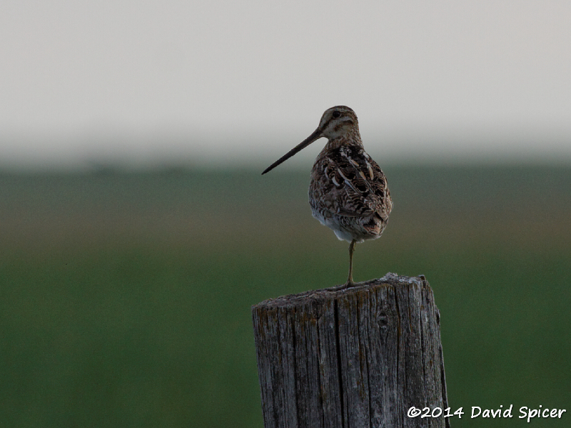 Wilsons Snipe