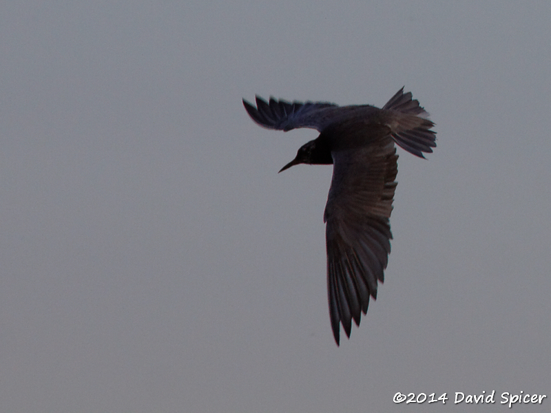 Black Tern