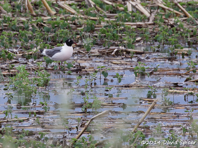 Franklins Gull